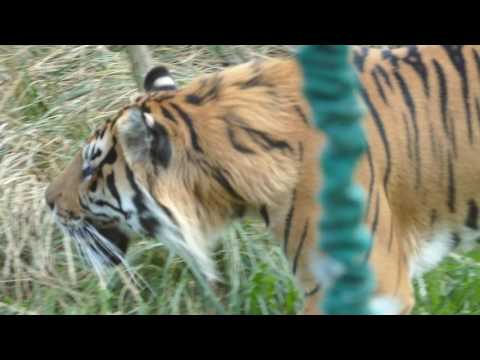 Tiger im London Zoo
