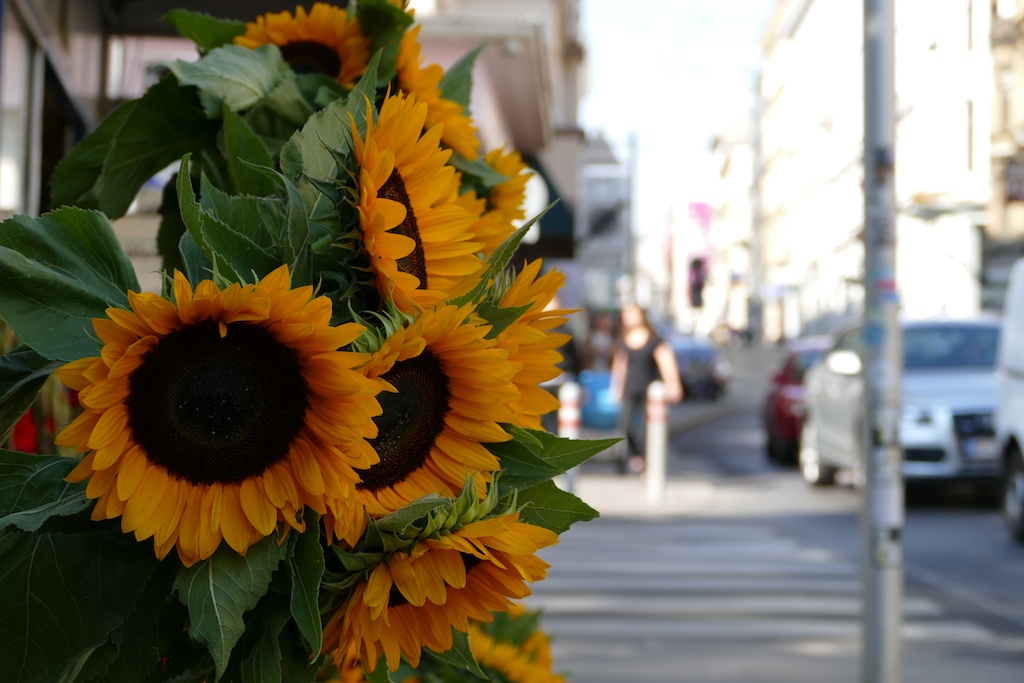 wien mit sonnenblumen verschönert